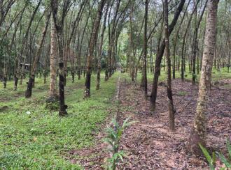 Residential Land for Sale in Trivandrum, Nedumangad, Nedumangad