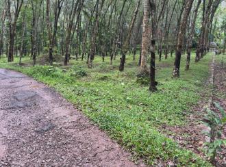 Residential Land for Sale in Trivandrum, Nedumangad, Nedumangad