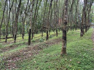 Residential Land for Sale in Trivandrum, Nedumangad, Nedumangad