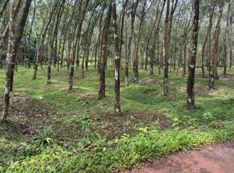 Residential Land for Sale in Trivandrum, Nedumangad, Nedumangad