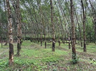 Residential Land for Sale in Trivandrum, Nedumangad, Nedumangad