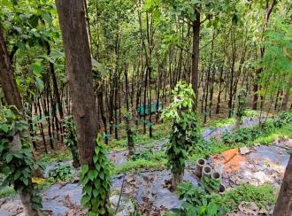 Agricultural Land for Sale in Malappuram, Nilambur, Amarambalam