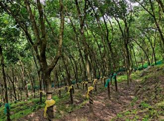 Agricultural Land for Sale in Malappuram, Nilambur, Amarambalam