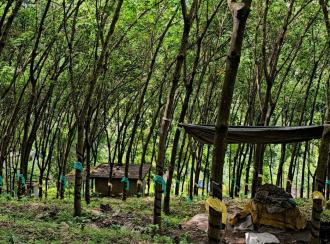 Agricultural Land for Sale in Malappuram, Nilambur, Amarambalam