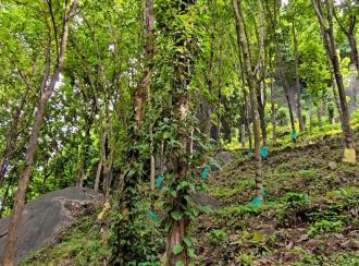 Agricultural Land for Sale in Malappuram, Nilambur, Amarambalam