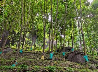 Agricultural Land for Sale in Malappuram, Nilambur, Amarambalam