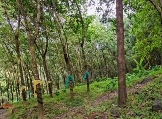 Agricultural Land for Sale in Malappuram, Nilambur, Amarambalam