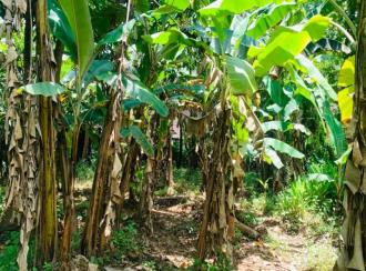 Residential Land for Sale in Palakkad, Alathur, Melarcode