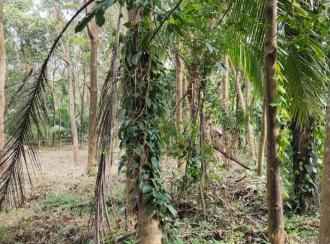 Residential Land for Sale in Palakkad, Alathur, Vandazhi