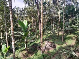 Agricultural Land for SaleKannur, Alakode, Arangam