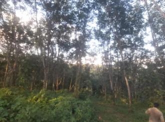 Agricultural Land for Sale in Pathanamthitta, Thiruvalla, Vennikulam