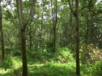 Agricultural Land for Sale in Pathanamthitta, Thiruvalla, Vennikulam