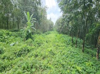 Agricultural Land for Sale in Kottayam, Kanjirapally, Vizhikkithodu