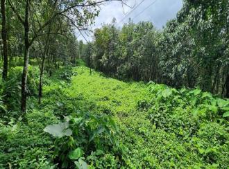 Agricultural Land for Sale in Kottayam, Kanjirapally, Vizhikkithodu