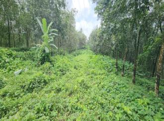 Agricultural Land for Sale in Kottayam, Kanjirapally, Vizhikkithodu