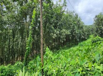 Agricultural Land for Sale in Kottayam, Kanjirapally, Vizhikkithodu