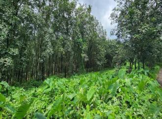 Agricultural Land for Sale in Kottayam, Kanjirapally, Vizhikkithodu