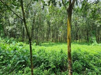 Agricultural Land for Sale in Kottayam, Kanjirapally, Vizhikkithodu