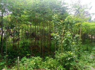 Residential Land for SaleKottayam, Changanassery, Vazhappally