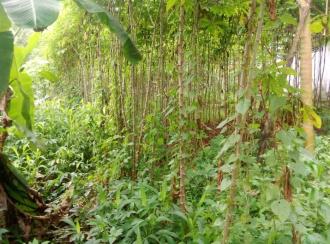 Residential Land for Sale in Kottayam, Changanassery, Vazhappally