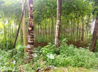 Residential Land for Sale in Kottayam, Changanassery, Vazhappally