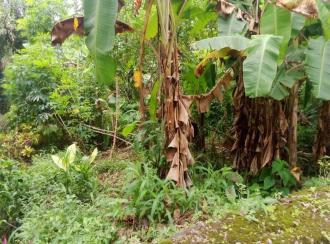 Residential Land for Sale in Kottayam, Changanassery, Vazhappally