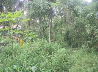 Residential Land for Sale in Thrissur, Irinjalakuda, Aripalam, Aripalam
