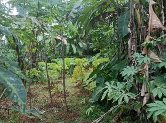 Residential Land for SaleKottayam, Changanassery, Ithithanam