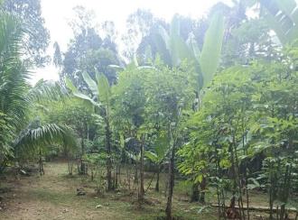 Residential Land for Sale in Kottayam, Changanassery, Ithithanam