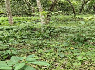 Residential Land for SalePathanamthitta, Adoor, Adoor