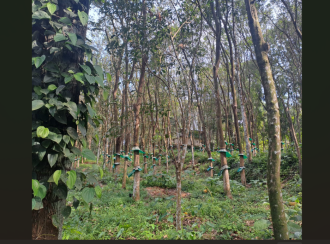 Residential Land for Sale in Kottayam, Pala, Mutholi