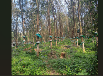 Residential Land for Sale in Kottayam, Pala, Mutholi