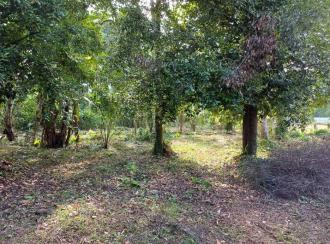 Residential Land for SaleAlleppey, Chengannur, Chengannur town