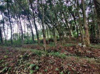 Residential Land for Sale in Trivandrum, Nedumangad, Aruvikkara