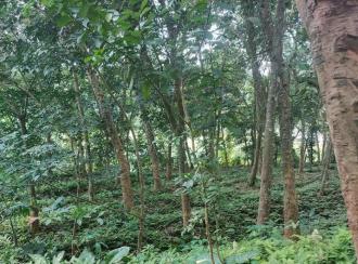 Residential Land for Sale in Trivandrum, Nedumangad, Aruvikkara