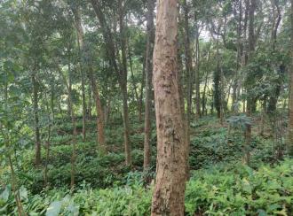 Residential Land for Sale in Trivandrum, Nedumangad, Aruvikkara