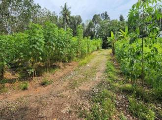 Residential Land, Kottayam