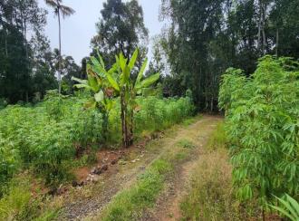Residential Land for Sale in Kottayam, Ettumanoor, Kothanalloor