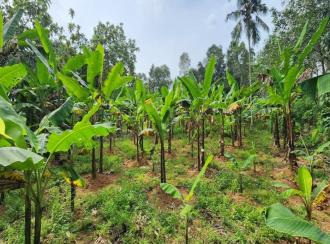 Residential Land for Sale in Kottayam, Ettumanoor, Kothanalloor