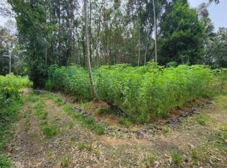 Residential Land for Sale in Kottayam, Ettumanoor, Kothanalloor