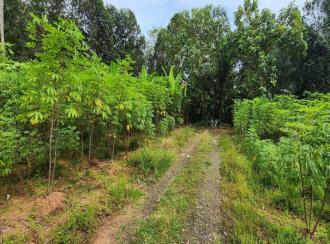 Residential Land for Sale in Kottayam, Ettumanoor, Kothanalloor