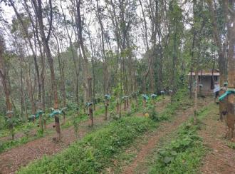 Residential Land for Sale in Kollam, Kottarakkara, Ampalakara