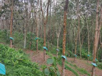 Residential Land for Sale in Kollam, Kottarakkara, Ampalakara