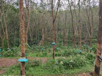 Residential Land for Sale in Kollam, Kottarakkara, Ampalakara