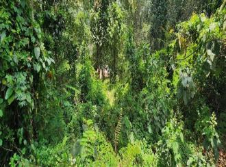 Residential Land for Sale in Kottayam, Pampady, Vazhoor