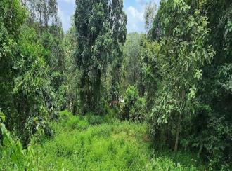 Residential Land for Sale in Kottayam, Pampady, Vazhoor