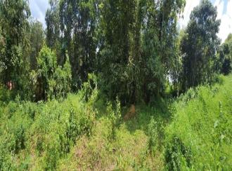 Residential Land for Sale in Kottayam, Pampady, Vazhoor