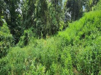 Residential Land for Sale in Kottayam, Pampady, Vazhoor