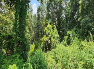 Residential Land for Sale in Kottayam, Pampady, Vazhoor