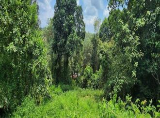 Residential Land for Sale in Kottayam, Pampady, Vazhoor